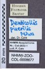 Etiketten zu Denticollis puerilis (NHMW-ZOO-COL-0008677)